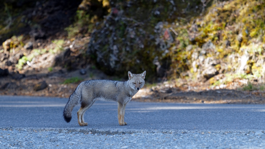 10 - Puerto Varas (21) - Renard gris.jpg